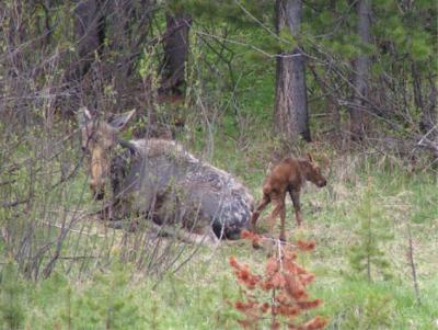 Moose and newborn calf - Grand Teton N.P.