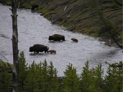 Bison crossing river