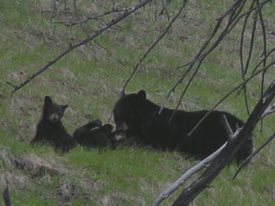 Black Bear and cubs near Calcite Springs Overlook