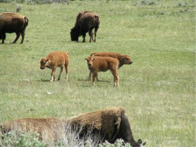 Bison calves - Lamar Valley