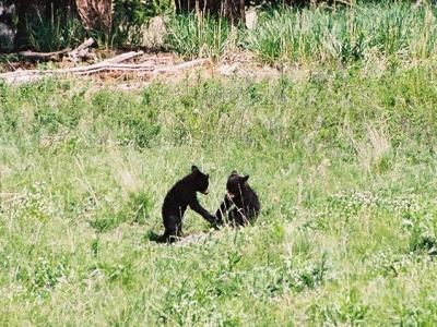 Bear cubs - near Calcite Springs Overlook