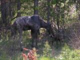Moose cow and calf