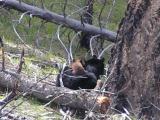 Black Bear with cubs