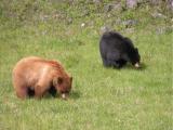 Black Bears near Tower area