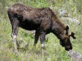 Bull Moose