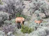 Elk cow and calf - south of North Entrance