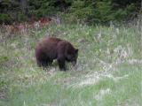 Black Bear - near Cooke City