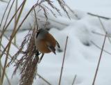 Bearded Tit