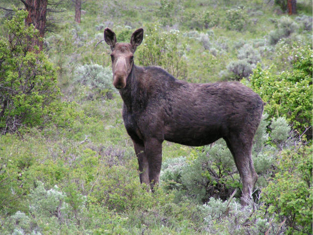 Moose - Flaming Gorge N.R.A.