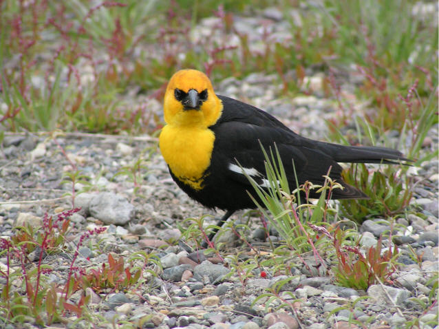 Yellow Headed Blackbird