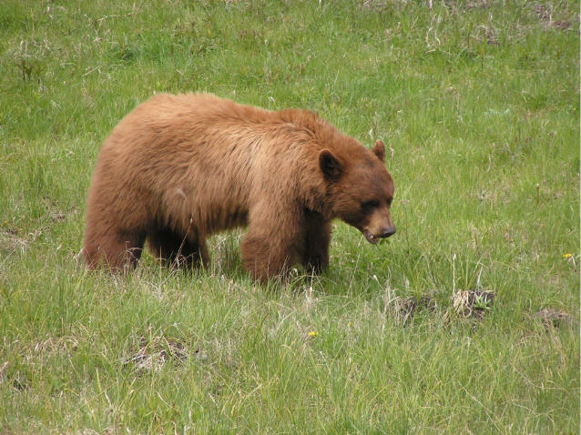 Cinnamon phase black bear