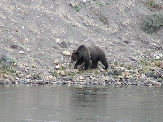 Grizzly - Hayden Valley