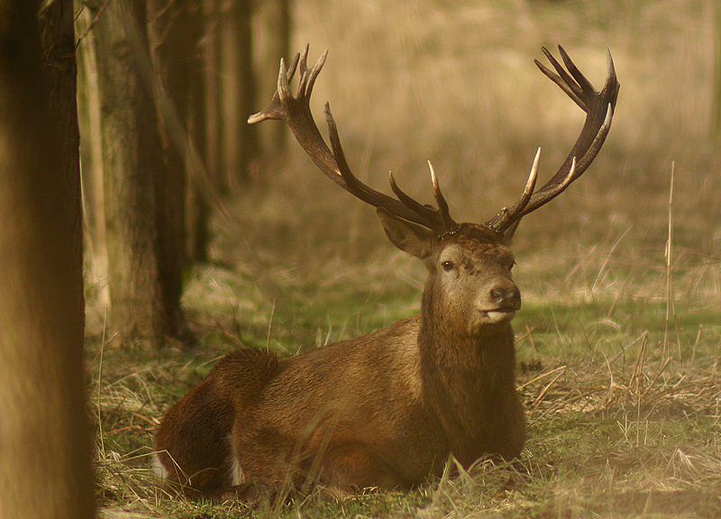 Red Deer at Oostvaardersplassen
