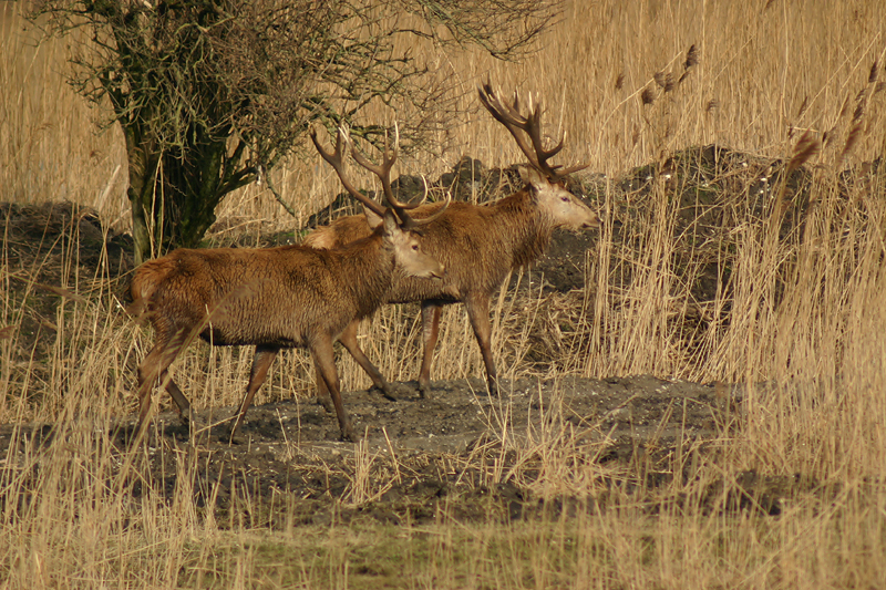 Red Deer at Oostvaardersplassen