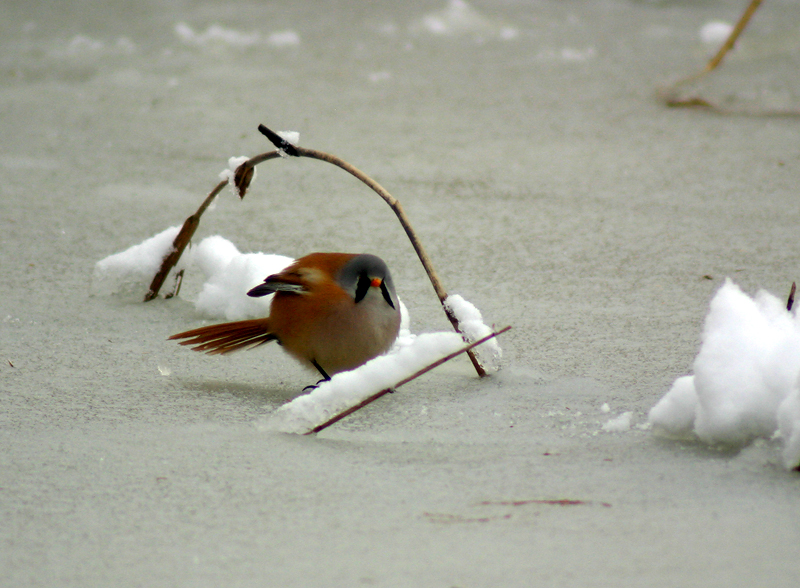Bearded Tit