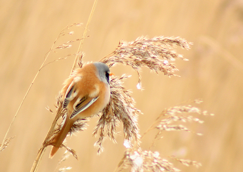 Bearded Tit