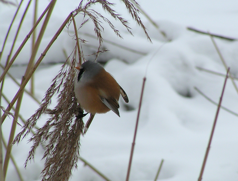 Bearded Tit
