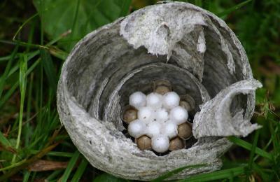 nest inside