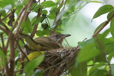 this bulbul bird is on breeding in one of my yard tree, why it let me took many photos of it.
Any how, I also tried not to disturbing it too much.