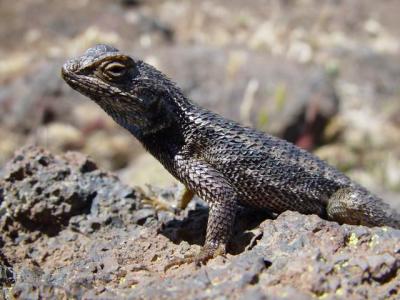 Lizard