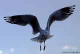 CRW_2719_CR.jpg