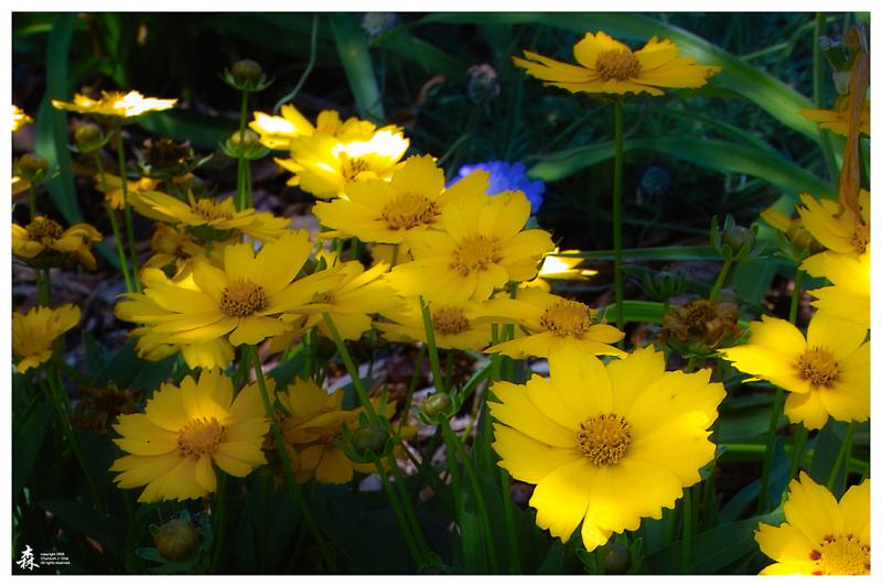 Shades Of Yellow