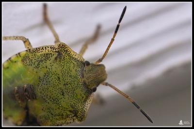 Back Yard Guest