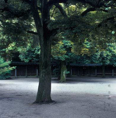 ming chi tree 01.jpg