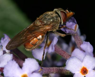 CRW_1820_RJ.jpg