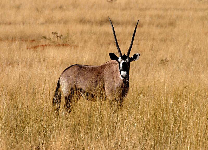 oryx