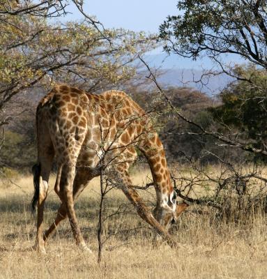 giraffe eating from ground