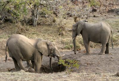 eles digging for water (Mashatu)