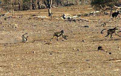 baboon arms legs (Mashatu)