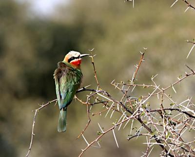 Pied Barbet, (Mashatu)