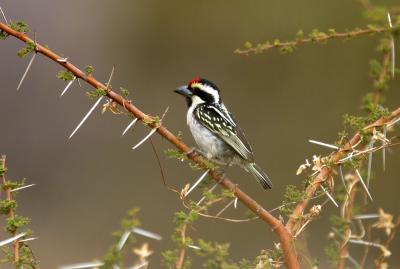 White Fronted Bee-Eater (Mashatu)