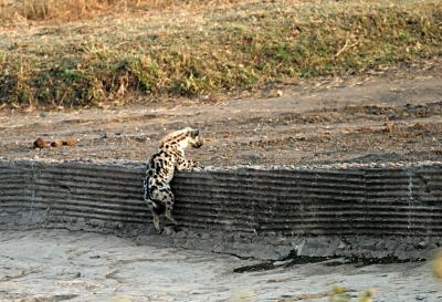 he didn't have enough strength in hind legs to get up - had to walk around it (Mashatu)