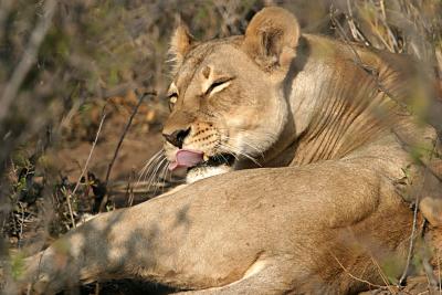 lioness grooming (Mashatu)
