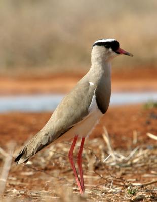 CROWNED PLOVER