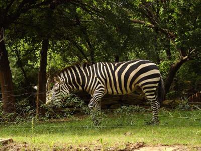 Zoo-08.jpg
