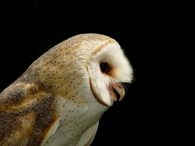 Zoo-01a.jpg