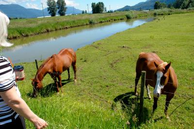 Two quarter horses NE.jpg