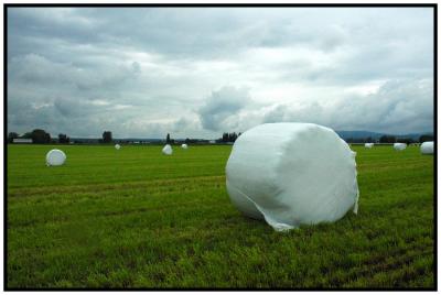 Hay field