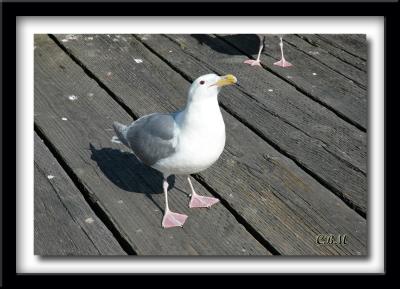 Seagull with attitude