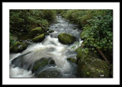 Steelhead Creek