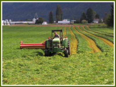 Cutting hay