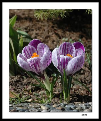 Crocui