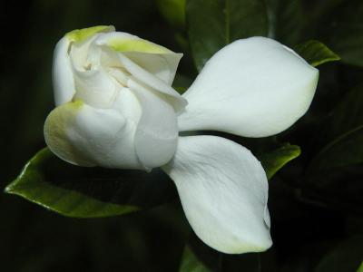 Gardenia Pop