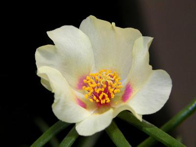 Portulacca
