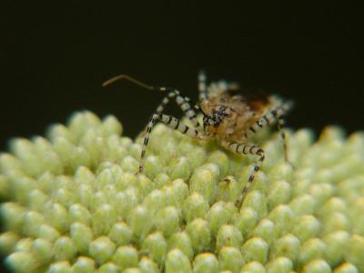 He resembled many a spider in movement, but I only count 6 legs.

First time I've seen one of these in the garden, on the budding Achillea.