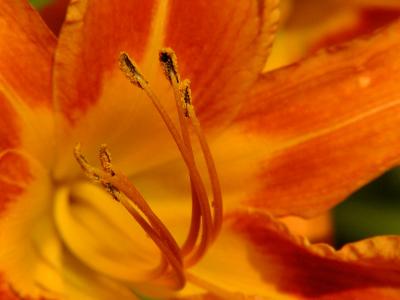 Day Lily